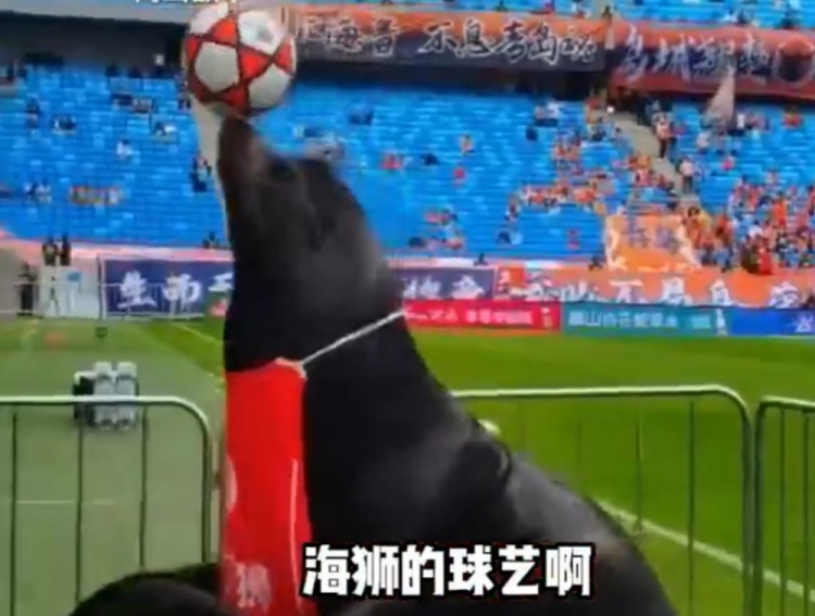 齊魯?shù)卤纫牒*{表演 現(xiàn)場(chǎng)頂球引球員側(cè)目 齊魯?shù)卤纫牒*{表演 現(xiàn)場(chǎng)頂球引球員側(cè)目